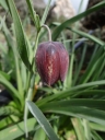 Plants: image 4 0f 4 thumb